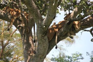 Queen Elizabeth National Park