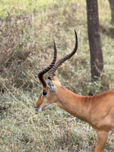 Wildlife Safety in Uganda