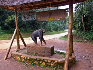 Self Drive Uganda