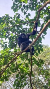 Bwindi Impenetrable Forest